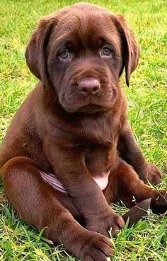 a brown puppy is sitting in the grass