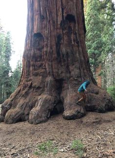 a person climbing up the side of a large tree