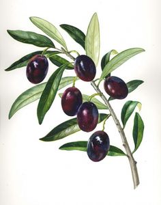 an illustration of plums on a branch with leaves