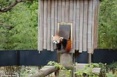 a red panda sitting on top of a wooden post