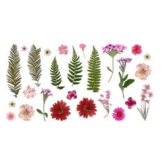 flowers and ferns are arranged in rows on a white background with the words,'wildflowers'written below them