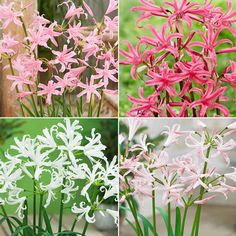 four different types of pink and white flowers