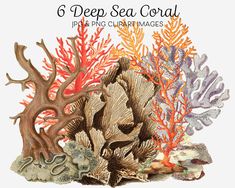 an image of corals and seaweed with text that reads 6 deep sea coral