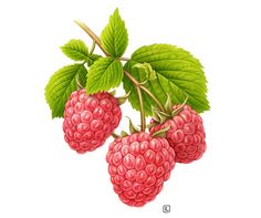 raspberries on a branch with green leaves