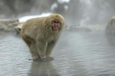 a monkey standing in the middle of a body of water with steam coming from its back