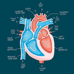 an illustration of the human heart with labels on it's external and ventricles