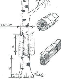 the diagram shows how to use a tree as a tool for cutting logs and other things