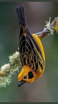 a yellow and black bird is perched on a branch