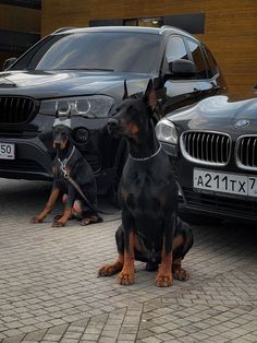 two black and brown dogs sitting next to each other in front of some parked cars