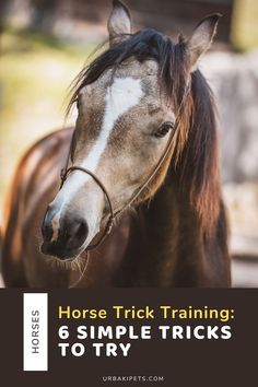 a horse that is standing up with the words horse trick training 6 simple tricks to try