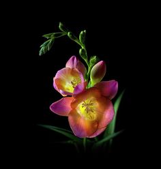 two pink and yellow flowers with green stems on a black background in the dark light