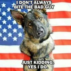 a german shepherd sitting in front of an american flag with the caption i don't always bite the bad guy just kidding yes i do