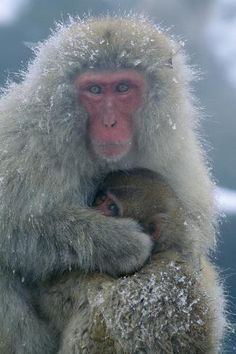 two monkeys sitting on top of each other with snow all around them and one is holding its baby