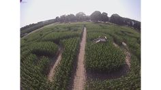 an aerial view of a corn field with a bench in the middle