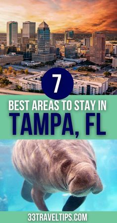 Where to Stay in Tampa Florida | Best Places to Stay in Tampa Usa Vacations, Florida Pictures, Travel Florida, Florida Travel Guide, North America Travel Destinations, Florida Life, Florida City, Visit Usa, Usa Travel Guide