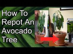 Today I will be showing you how to repot an avocado tree - that is; taking an avocado tree from one pot into a larger pot. The avocado I'm using today is pre... Replanting Avocado Tree, Planting Avocado Tree, Indoor Avocado Tree, Avocado Tree Care, Grow Seeds, Coconut Health Benefits, Potted Trees