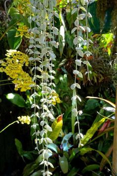 some white flowers and green plants in the background