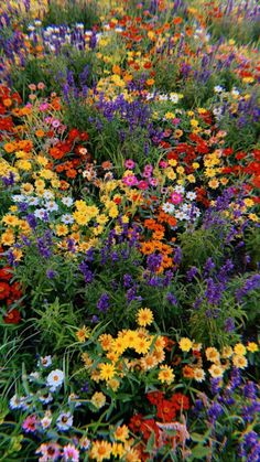 many different colored flowers in a field