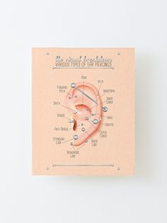 a diagram of the human ear on a pink card with information about its parts and functions