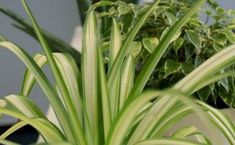 a close up of a green plant in a white pot on a table with other plants behind it