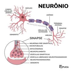 the neurono is an organ system that helps to control blood flow and function