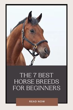 the 7 best horse breeds for beginners by read now cover image with text overlay