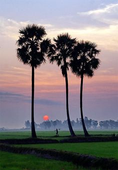 the sun is setting behind three palm trees in front of a grassy field with people walking on it