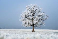 a lone tree stands alone in the middle of a snowy field on a sunny day