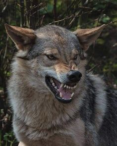 a wolf with it's mouth open and teeth wide open in front of some trees