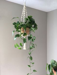 a plant hanging from the ceiling in a room with white walls and green leaves on it