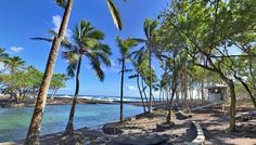 the path to the beach is lined with palm trees