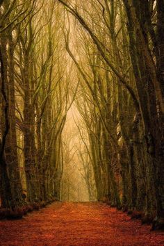 a path in the middle of a forest with trees on both sides and red leaves on the ground