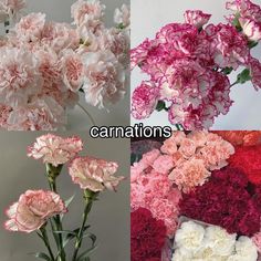 four different types of carnations are shown in three separate images, one is pink and the other is white