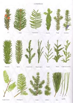 an image of different types of plants