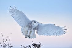 an owl is flying in the sky above some dead trees and branches with it's wings spread wide open