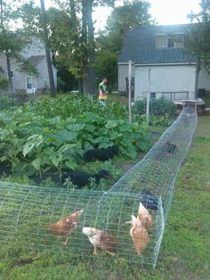 an instagram post about chickens in a garden