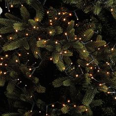 a close up of a tree with lights on it