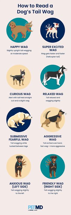 an info sheet with different types of dogs in the world, including cats and dogs