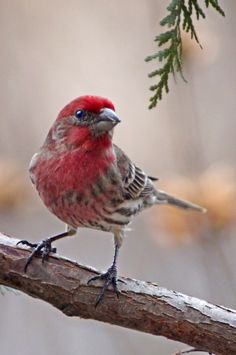 a small bird perched on top of a tree branch