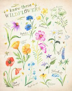 an illustration of wildflowers with the words, know these wildflowers on them