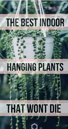 the best indoor hanging plants that won't die in your yard or garden are easy to grow