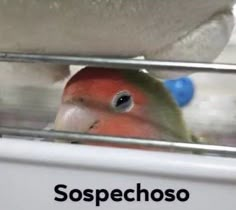 a bird that is sitting on top of a metal cage with the words sospechoso in front of it