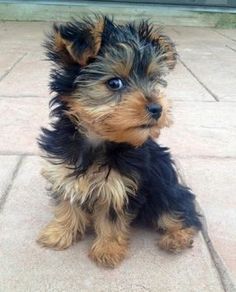 a small black and brown dog sitting on top of a tile floor