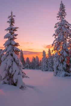 the sun is setting behind some snow covered trees in the wintertime landscape with pink and purple skies