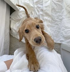 a brown dog sitting on top of a person's leg next to a bed