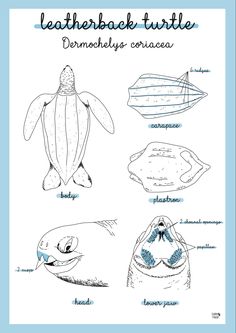 Leatherback turtle print Leatherback Sea Turtle Drawing, Leatherback Sea Turtle, Sea Turtle Drawing, Turtle Day, Sea Mammal, Turtle Drawing, Turtle Print