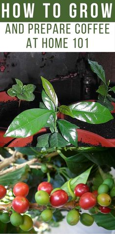 how to grow and prepare coffee at home 101