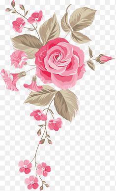 pink roses with leaves and buds on a white background, flowers, flower png and psd