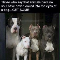 three dogs standing next to each other in front of a window with the caption, those who say that animals have no soul have never looked into the eyes of a dog get some