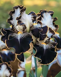 black and white flowers are blooming in the sunlit garden, with green stems